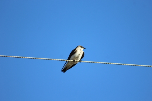 Brown-chested Martin