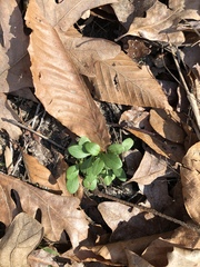 Cardamine douglassii