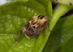 Hoplia argyritis