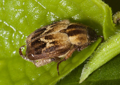 Hoplia argyritis