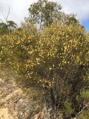 Melaleuca uncinata