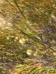 Melaleuca uncinata