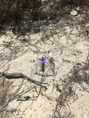 Comesperma calymega