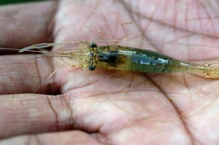 Decapoda