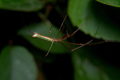 Tetragnatha viridorufa