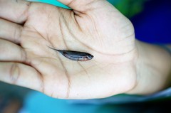 Pseudosphromenus dayi