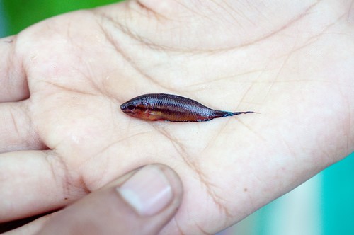 Spiketail paradisefish (Pseudosphromenus dayi) — Osphronemidae — 2