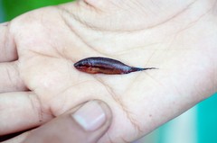 Pseudosphromenus dayi