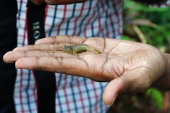 Decapoda