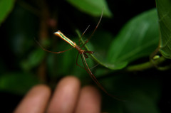 Tetragnatha viridorufa