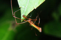 Tetragnatha viridorufa
