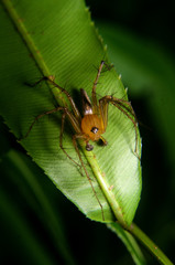 Oxyopes birmanicus