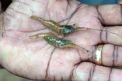 Decapoda