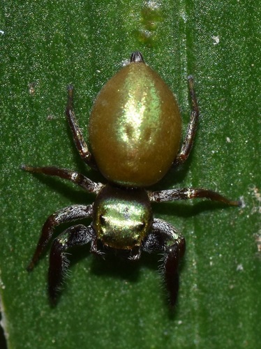 Messua limbata
