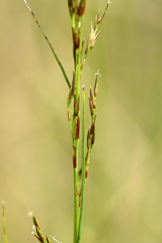 Schoenus falcatus, photograph 6