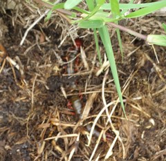 Cormocephalus nitidus