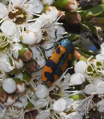 Castiarina scalaris