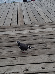Columba livia domestica