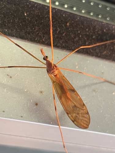 Unknown species found near Indiana, US