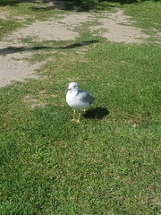Larus delawarensis