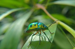Chrysocoris stollii