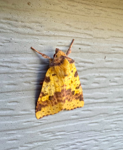 Pink-banded Sallow photo 4