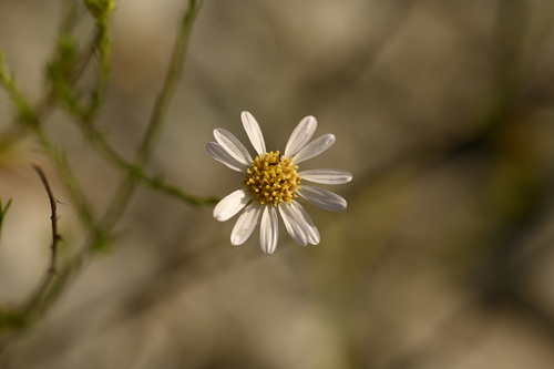 Danyang aster (Aster altaicus)