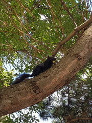 Sciurus carolinensis