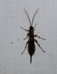 Itoplectis
