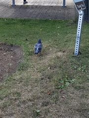 Columba livia domestica