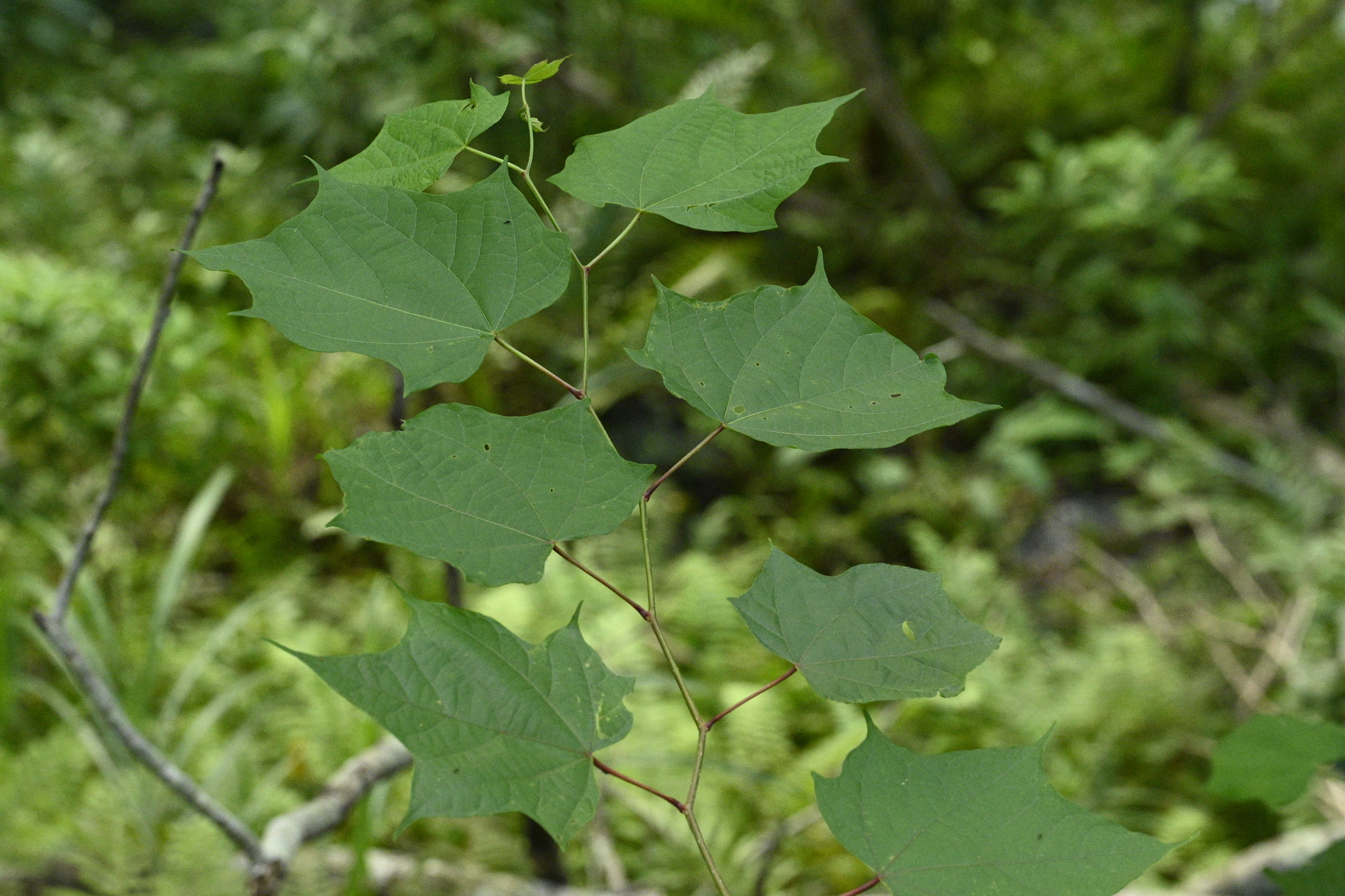 Alangium Chinense (Alangium chinense)