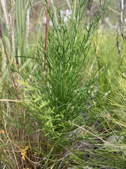 Glia prolifera