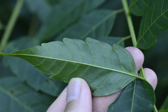 Eurycorymbus cavaleriei, photograph (c) 曾昱承 Yu-Cheng Zeng, some rights reserved (CC BY)