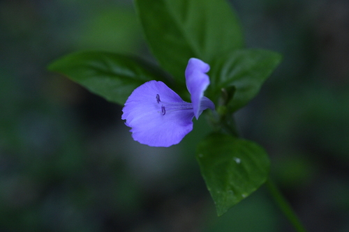 Dicliptera tinctoria, photograph 3