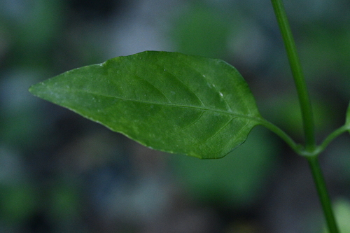 Dicliptera tinctoria, photograph 5