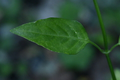 (c) 曾昱承 Yu-Cheng Zeng, some rights reserved (CC BY) Dicliptera tinctoria, photograph (c) 曾昱承 Yu-Cheng Zeng, some rights reserved (CC BY)