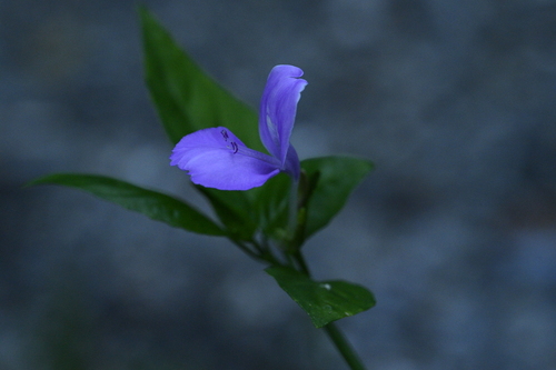 Dicliptera tinctoria, photograph 4