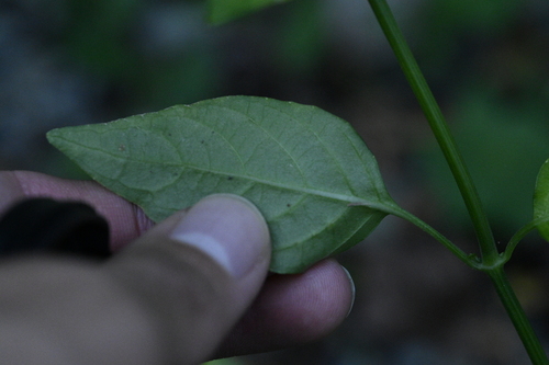 Dicliptera tinctoria, photograph 6