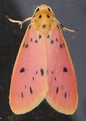 Miltochrista parallelina