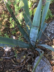 Agave tequilana