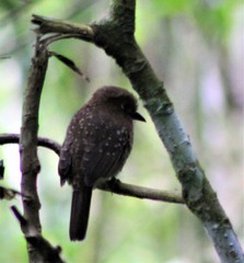 Malacoptila mystacalis