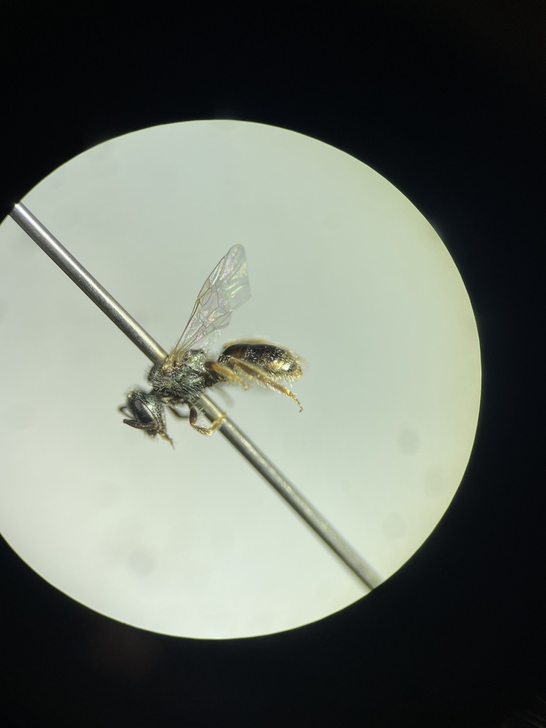 Lasioglossum apopkense