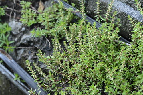 Melastome (Gonostegia pentandra)