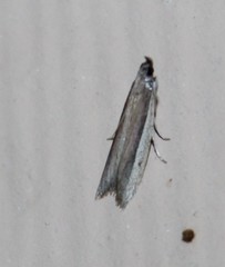 Tampa dimediatella