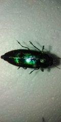 Eurythyrea aurata