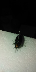 Eurythyrea aurata