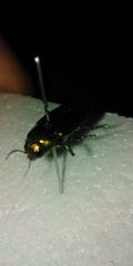 Eurythyrea aurata