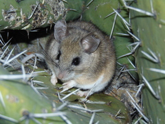 Peromyscus melanophrys