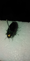 Eurythyrea aurata