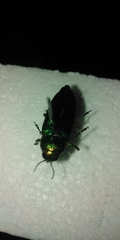 Eurythyrea aurata